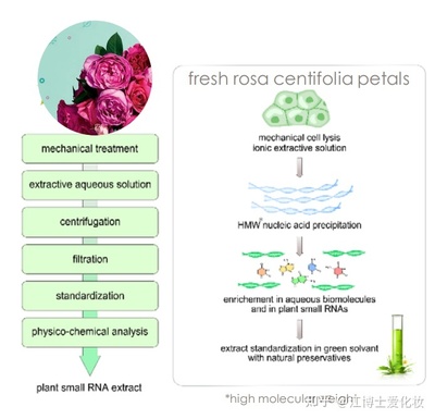 植物提取物 化妝品中的智慧之選，還是營銷噱頭？