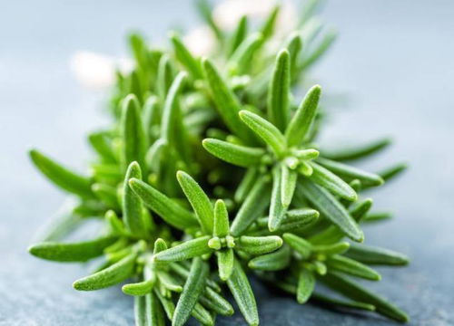 臉上出現這5個征兆，警惕數萬條螨蟲正侵襲！植物提取物研發帶來新希望